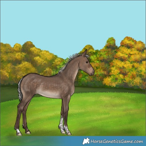 Horse Color:Silver Brown Dun Tobiano Rabicano 