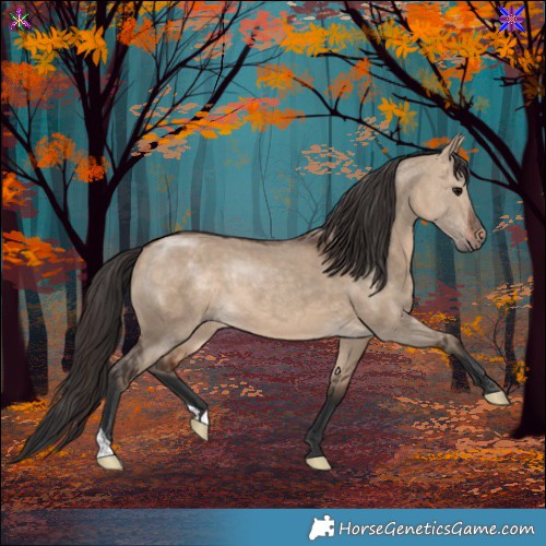 Horse Color:Bay Dun 