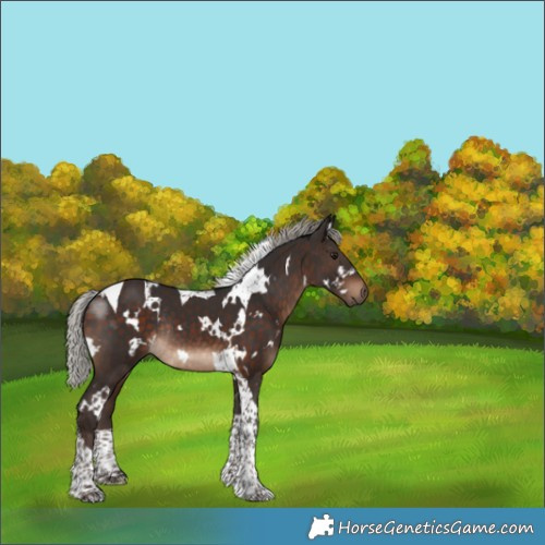 Horse Color:White Spotted Silver Brown Tobiano Rabicano
