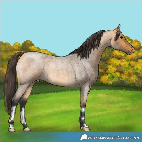 Horse Color:Buckskin Roan 