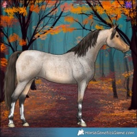 Horse Color:Buckskin Roan 