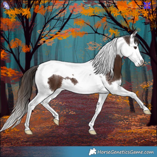 Horse Color:Liver Chestnut Splash Tobiano 