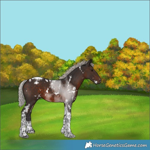 Horse Color:White Spotted Silver Brown Tobiano 