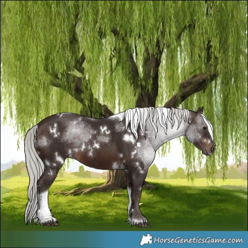 Horse Color:White Spotted Silver Brown Tobiano Rabicano 