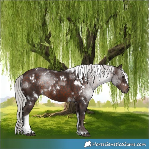 Horse Color:White Spotted Silver Brown Tobiano Rabicano 