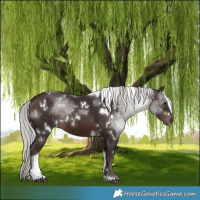 Horse Color:White Spotted Silver Brown Tobiano Rabicano