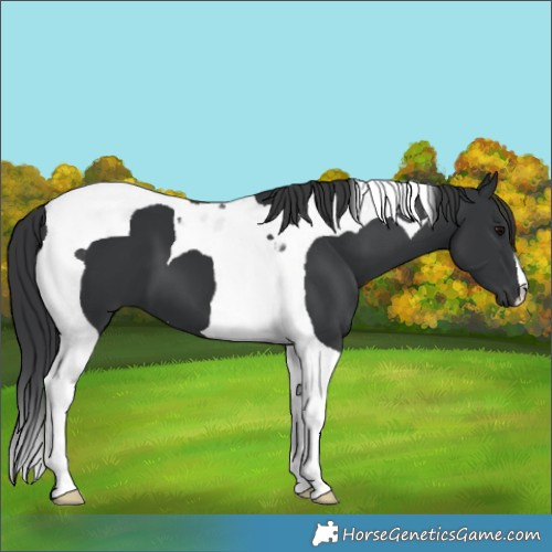 Horse Color:Black Tobiano 