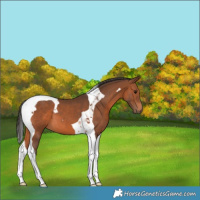 Horse Color:Bay Tobiano