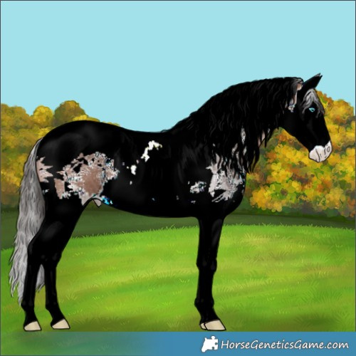 Horse Color:Bay Sabino Splash Tobiano 
