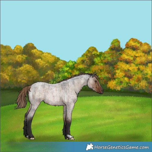 Horse Color:Liver Red Dun Roan Rabicano Brindle 