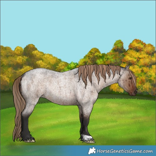 Horse Color:Liver Red Dun Roan Rabicano Brindle 