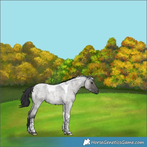 Horse Color:Grullo Roan Tobiano Rabicano Brindle 