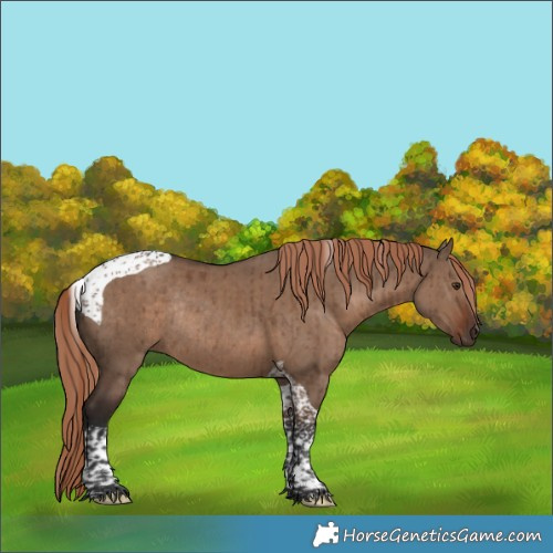 Horse Color:Liver Red Dun Tobiano Rabicano Brindle 