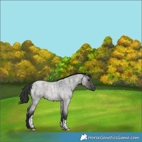 Horse Color:Grullo Roan Tobiano Rabicano Brindle 