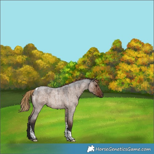 Horse Color:Liver Red Dun Roan Tobiano Rabicano Brindle 