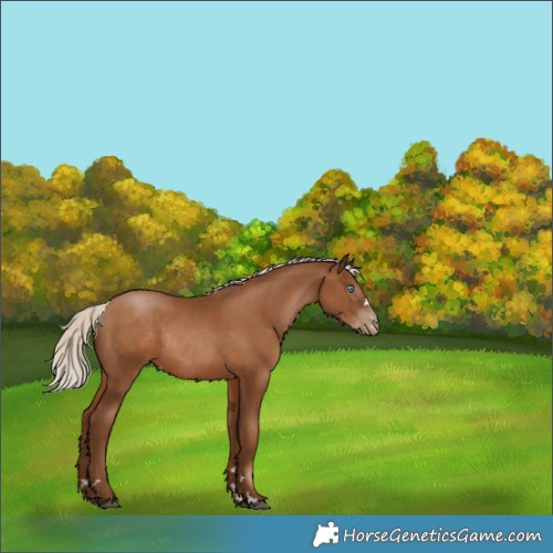 Horse Color:Gray Silver Black Pearl Rabicano 