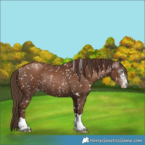 Horse Color:Gray Black Pearl Appaloosa Rabicano 