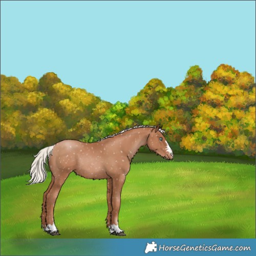 Horse Color:Silver Black Pearl Appaloosa Rabicano 