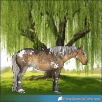 Horse Color:White Spotted Silver Buckskin Dun Brindle 