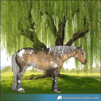 Horse Color:White Spotted Silver Buckskin Dun Brindle