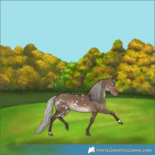 Horse Color:White Spotted Silver Brown Dun Rabicano 