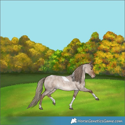 Horse Color:Liver Red Dun Roan Tobiano Rabicano