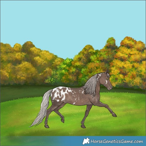 Horse Color:White Spotted Silver Black Appaloosa 