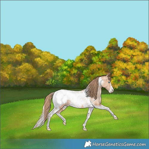 Horse Color:Gold Champagne Pearl Tobiano Frame Appaloosa Rabicano 