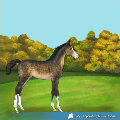 Horse Color:Buckskin Mushroom 