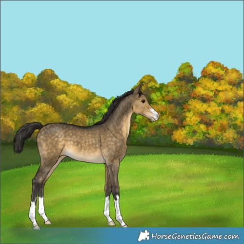 Horse Color:Buckskin Dun Appaloosa 