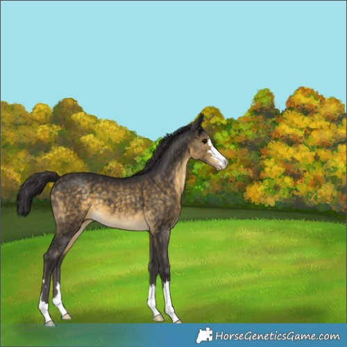 Horse Color:Buckskin Appaloosa 