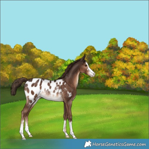 Horse Color:Liver Chestnut Appaloosa Rabicano 