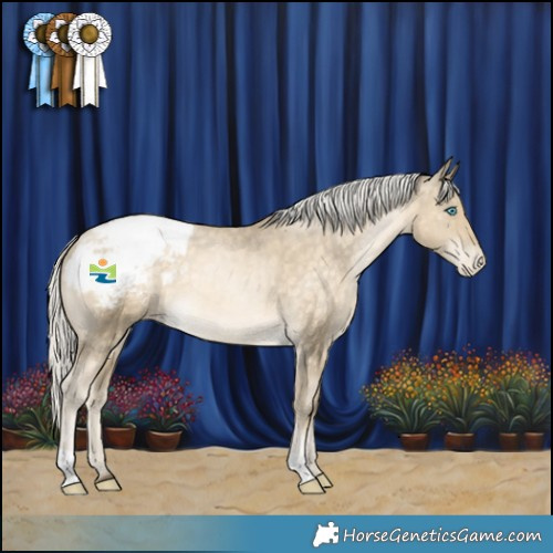 Horse Color:Silver Buckskin Pearl Appaloosa 