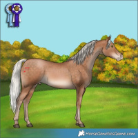 Horse Color:Silver Bay Pearl Appaloosa Rabicano