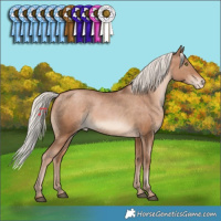 Horse Color:Silver Bay Pearl Appaloosa Rabicano 