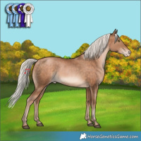 Horse Color:Silver Bay Pearl Appaloosa Rabicano 