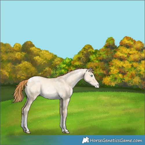 Horse Color:White Spotted Buckskin Pearl Tobiano Appaloosa 