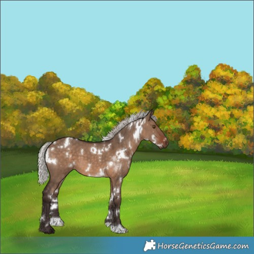 Horse Color:White Spotted Silver Brown Dun 
