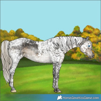 Horse Color:Gray Silver Smoky Black Splash Tobiano Appaloosa