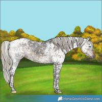 Horse Color:Gray Silver Smoky Black Splash Tobiano Snowflake Varnish