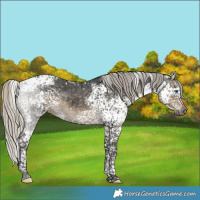 Horse Color:Gray Silver Smoky Black Splash Tobiano Appaloosa 