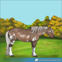 Horse Color:White Spotted Silver Brown Dun Rabicano
