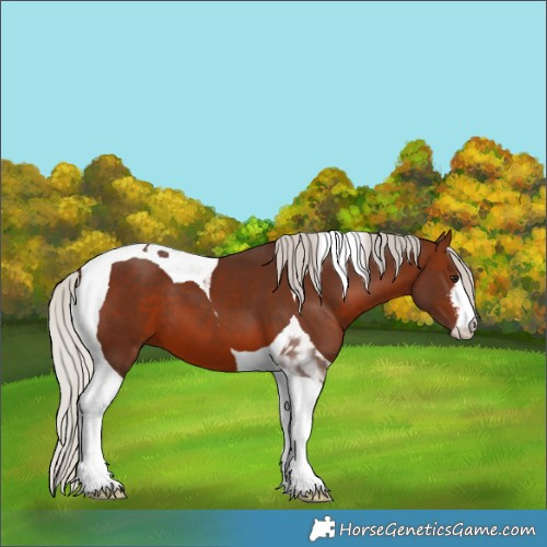 Horse Color:White Spotted Silver Brown Tobiano 