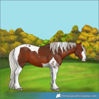 Horse Color:White Spotted Silver Brown Tobiano