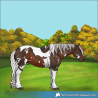 Horse Color:White Spotted Silver Brown Tobiano