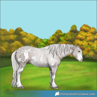 Horse Color:White Spotted Silver Black