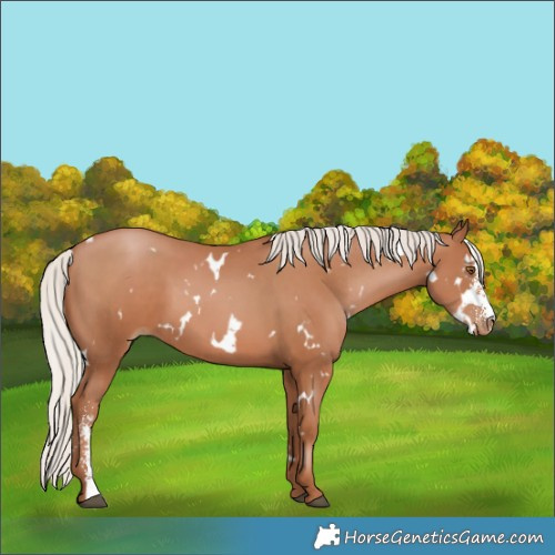 Horse Color:White Spotted Silver Black Pearl Sabino 