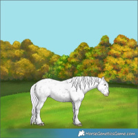 Horse Color:Watercolor White Spotted Silver Black Chinchilla Ice Sabino Rabicano 