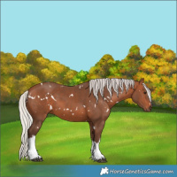 Horse Color:White Spotted Silver Brown 