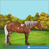 Horse Color:White Spotted Silver Brown 